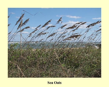 Sea Oats