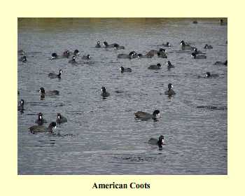 American Coots