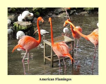 American Flamingos