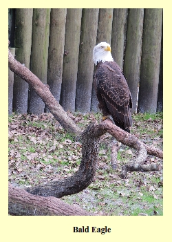 Bald Eagle