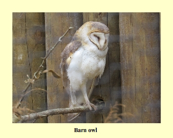 Barn Owl