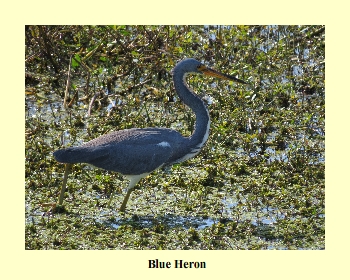 Blue Heron (Adult)