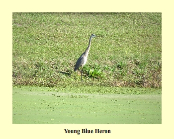 Blue Heron (Juvenile)