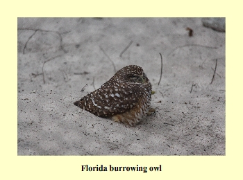 Florida Burrowing Owl