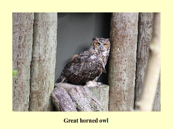 Great horned owl