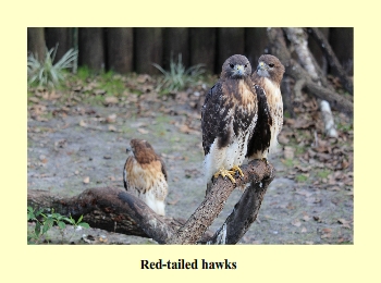 Red-tailed hawks