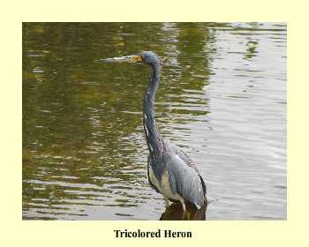 Tricolored Heron