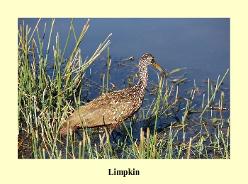 Limpkin