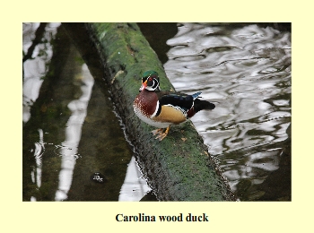 Carolina wood duck