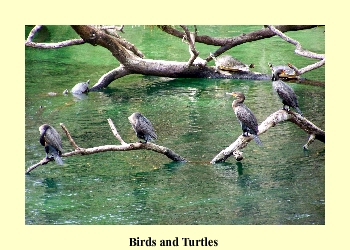 Birds and Turtles