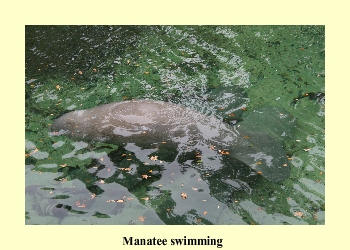 Manatee Swimming