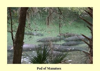 Pod of Manatees