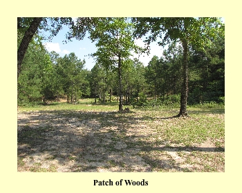 Patch of Woods