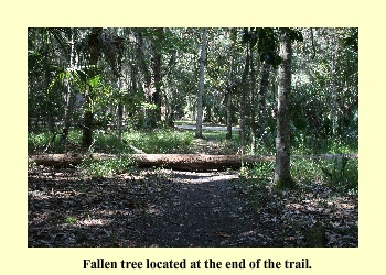 Fallen tree located at the end of the trail.