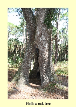 Hollow oak tree