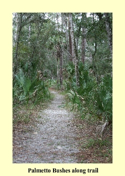 Palmetto Bushes along trail