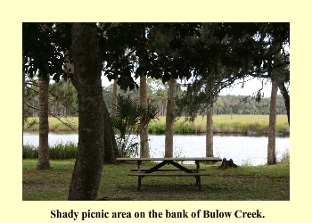 Shady picnic area on the bank of Bulow Creek.