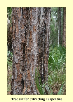 Tree cut for extracting Turpentine