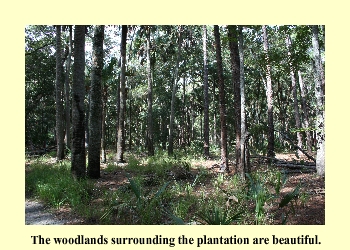 The woodlands surrounding the plantation are beautiful.