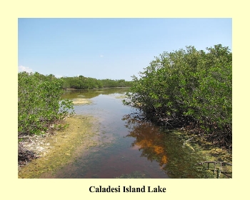 Caladesi Island Lake