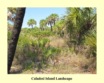 Caladesi Island Landscape