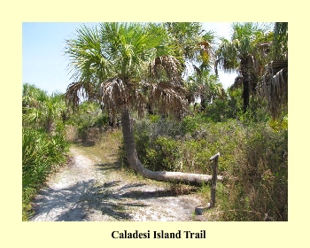 Caladesi Island Trail