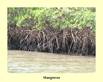 Mangroves