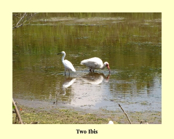 Two Ibis