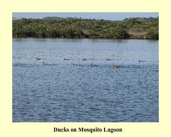 Ducks on Mosquito Lagoon