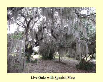 Live Oaks with Spanish Moss