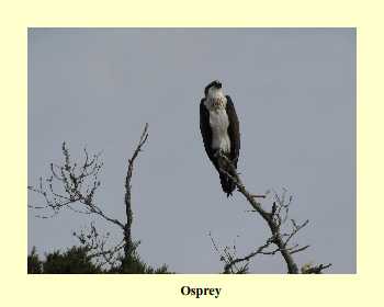 Osprey