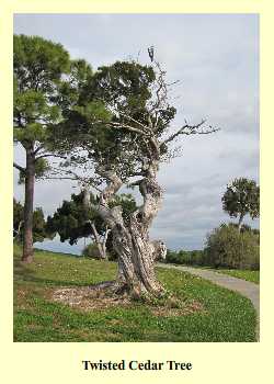 Twisted Cedar Tree