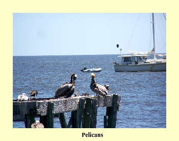 Pelicans