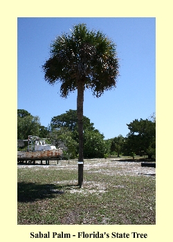 Sabal Palm - Florida's State Tree