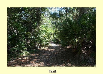 Trail