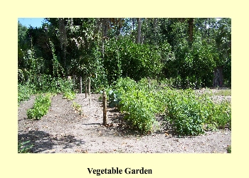 Vegetable Garden