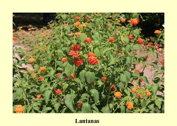 Lantanas