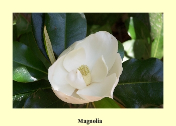 Magnolia