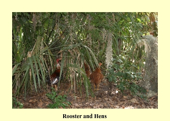 Rooster and Hens