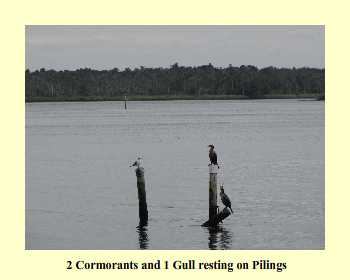 2 Cormorants and 1 Gull resting on Pilings