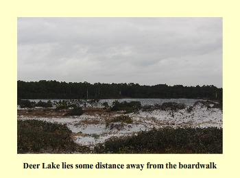 Deer Lake lies some distance away from the boardwalk