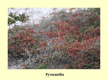 Pyracantha