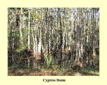 Cypress Dome