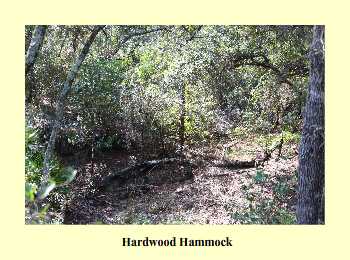 Hardwood Hammock