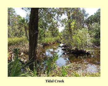 Tidal Creek
