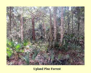 Upland Pine Forest