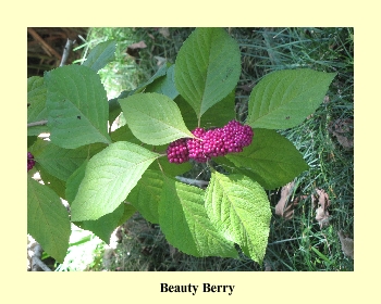 Beauty Berry