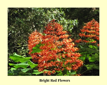 Bright Red Flowers