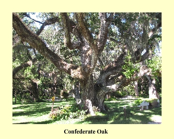 Confederate Oak