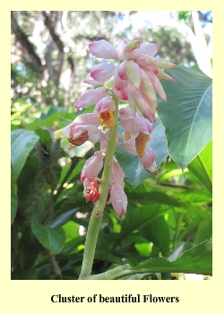 Cluster of beautiful Flowers